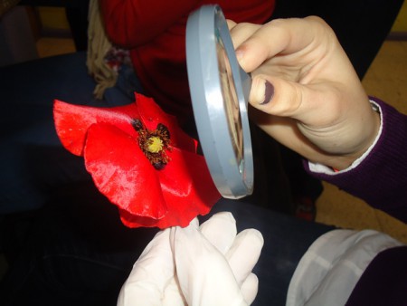 Observação da flor à lupa