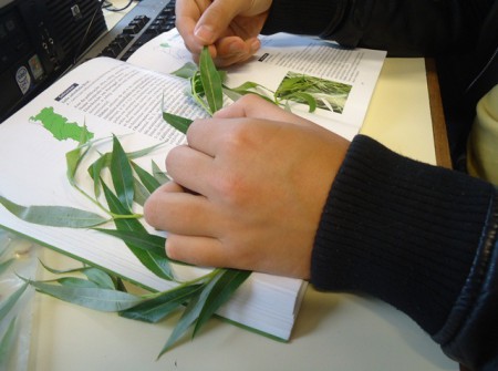 Identificação da espécie com o uso do guia de campo