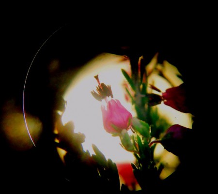 observação de  flor à lupa