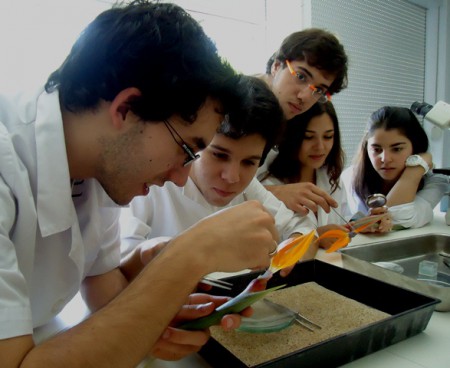 Estudo da morfologia da flor