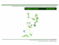 /album/ilustra%c3%a7%c3%b5es-flora-/diapositivo28-png1/