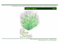 /album/ilustra%c3%a7%c3%b5es-flora-/diapositivo46-png1/