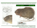 /album/ilustra%c3%a7%c3%b5es-fauna-/diapositivo256-png/