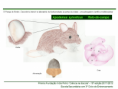 /album/ilustra%c3%a7%c3%b5es-fauna-/diapositivo258-png/