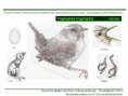 /album/ilustra%c3%a7%c3%b5es-fauna-/diapositivo260-png/