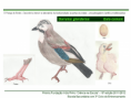 /album/ilustra%c3%a7%c3%b5es-fauna-/diapositivo264-png/