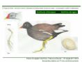 /album/ilustra%c3%a7%c3%b5es-fauna-/diapositivo266-png/
