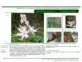 /album/bis-especies-herbaceas/diapositivo31-png/