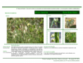 /album/bis-especies-herbaceas/diapositivo41-png/