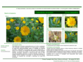 /album/bis-especies-herbaceas/diapositivo44-png/
