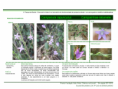 /album/bis-especies-herbaceas/diapositivo49-png/