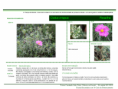 /album/bis-especies-herbaceas/diapositivo59-png/