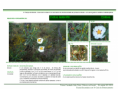/album/bis-especies-herbaceas/diapositivo62-png/