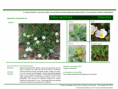 /album/bis-especies-herbaceas/diapositivo66-png/