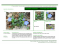 /album/bis-especies-herbaceas/diapositivo134-png/