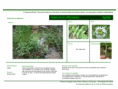 /album/bis-especies-herbaceas/diapositivo141-png/