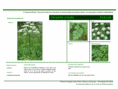 /album/bis-especies-herbaceas/diapositivo144-png/