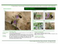 /album/bis-especies-herbaceas/diapositivo151-png/