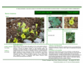 /album/bis-especies-herbaceas/diapositivo154-png/