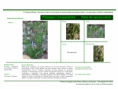 /album/bis-especies-herbaceas/diapositivo169-png/