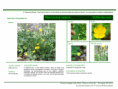 /album/bis-especies-herbaceas/diapositivo179-png/