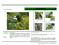 /album/bis-especies-herbaceas/diapositivo193-png/