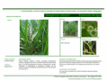/album/bis-especies-herbaceas/diapositivo218-png/