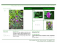 /album/bis-especies-herbaceas/diapositivo238-png/
