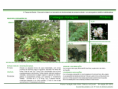 /album/bis-especies-arbustivas-/diapositivo69-png/