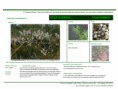 /album/bis-especies-arbustivas-/diapositivo86-png/