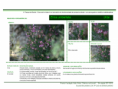 /album/bis-especies-arbustivas-/diapositivo89-png/