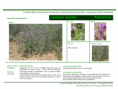/album/bis-especies-arbustivas-/diapositivo126-png/