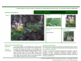 /album/bis-especies-arbustivas-/diapositivo138-png/