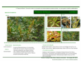 /album/bis-especies-arbustivas-/diapositivo166-png/