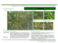 /album/bis-especies-arbustivas-/diapositivo183-png/