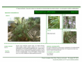 /album/bis-especies-arbustivas-/diapositivo190-png/